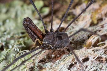 Media type: image;   Invertebrate Zoology 133445